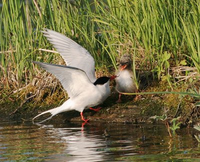 Arctic Tern