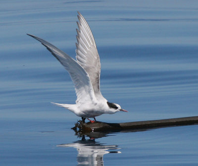 Arctic Tern