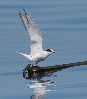 Arctic Tern