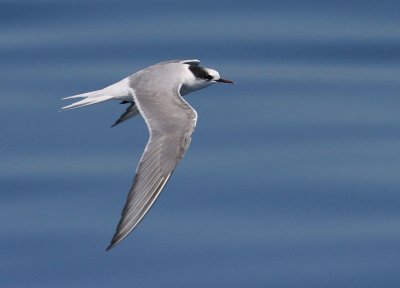 Arctic Tern