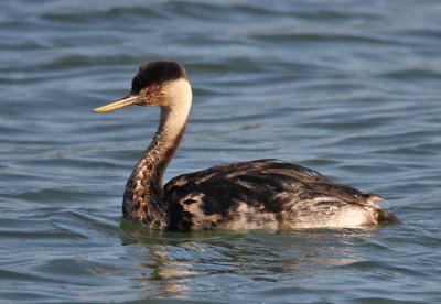 oiled Western Grebe