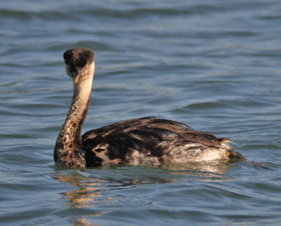 oiled Western Grebe