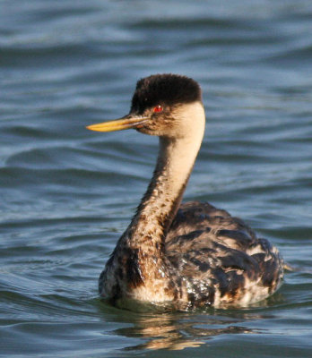 oiled Western Grebe