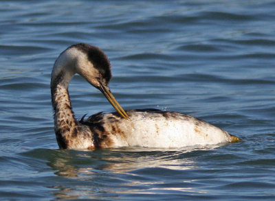 oiled Western Grebe