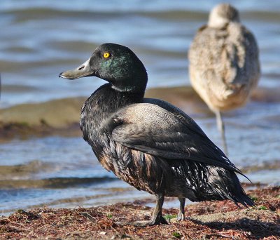 oiled Greater Scaup