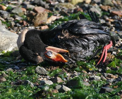 oiled Surf Scoter