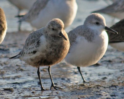 oiled Sanderling