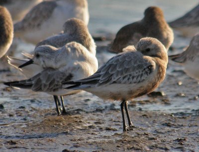 oiled Sanderling