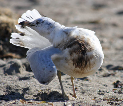 oiled Ring-billed Gull