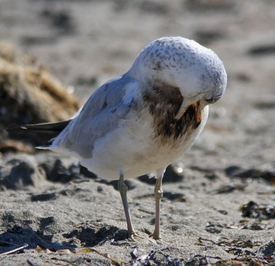 oiled Ring-billed Gull