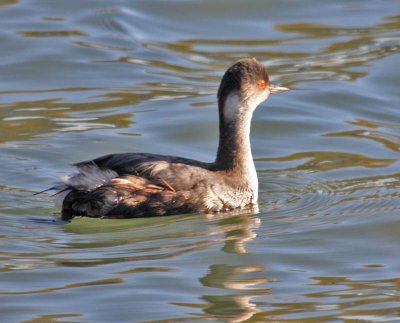 oiled Eared Grebe