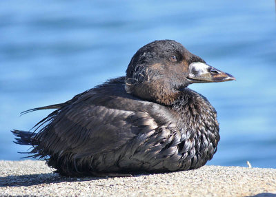 oiled Surf Scoter