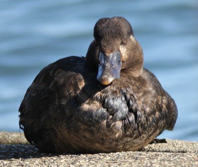 oiled Surf Scoter