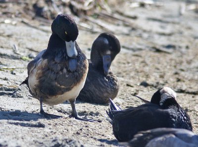 oiled Greater Scaup and Surf Scoters