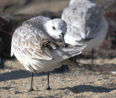 oiled Sanderling