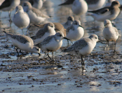 oiled Sanderlings