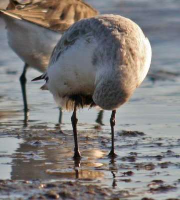 oiled Sanderling