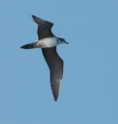 Long-tailed Jaeger