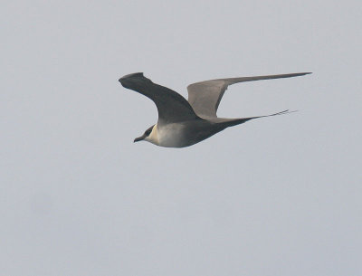 Long-tailed Jaeger