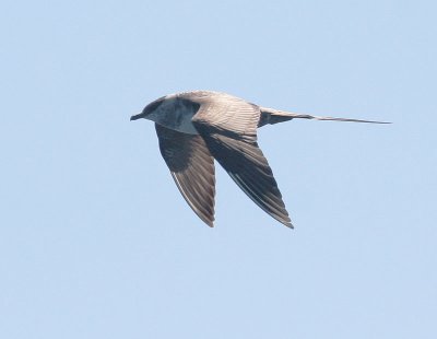 Long-tailed Jaeger