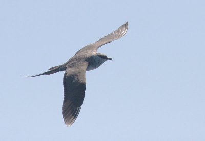 Long-tailed Jaeger