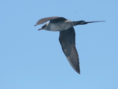 Long-tailed Jaeger