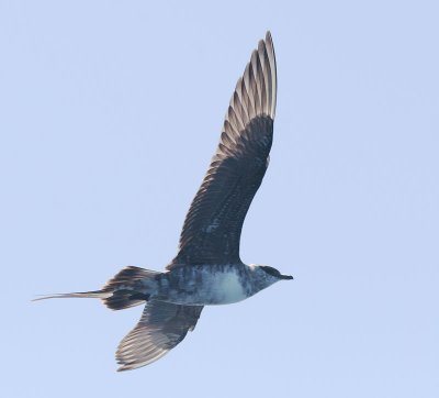 Long-tailed Jaeger