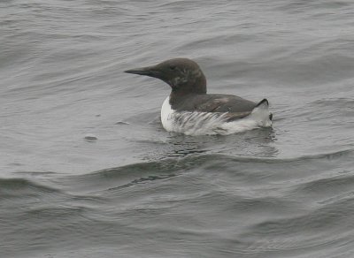 Common Murre