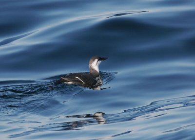 Common Murre