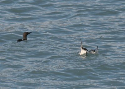 Common Murre