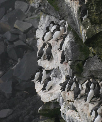 Thick-billed and Common Murres