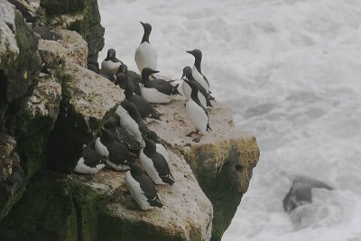 Common Murre