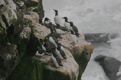 Common Murre