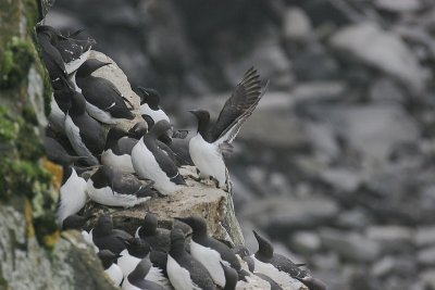 Common Murre