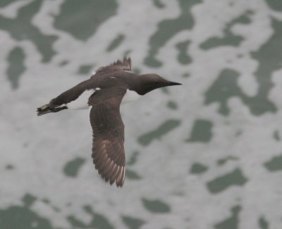 Common Murre