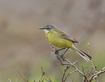 Eastern Yellow Wagtail
