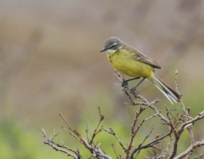 Eastern Yellow Wagtail