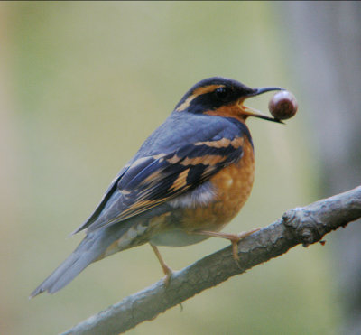 Varied Thrush