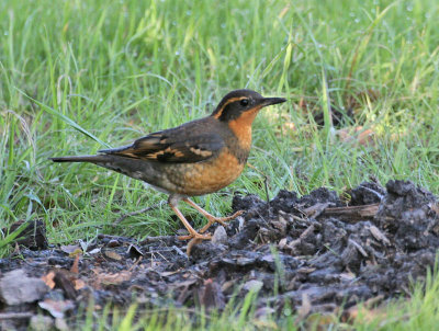 Varied Thrush