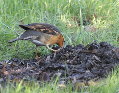 Varied Thrush