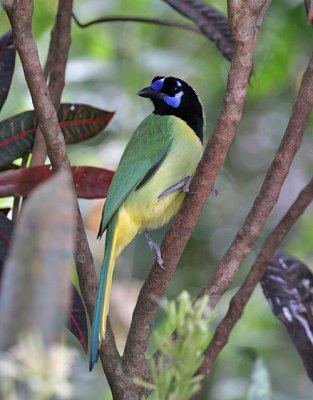 Green Jay (Green) - West Mexico form
