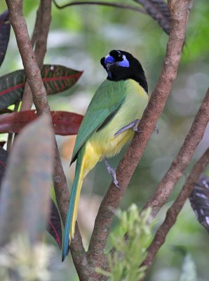 Green Jay (Green) - West Mexico form