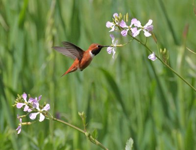 Rufous Hummingbird