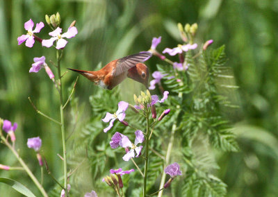 Rufous Hummingbird