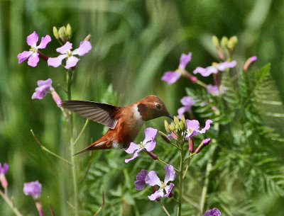 Rufous Hummingbird