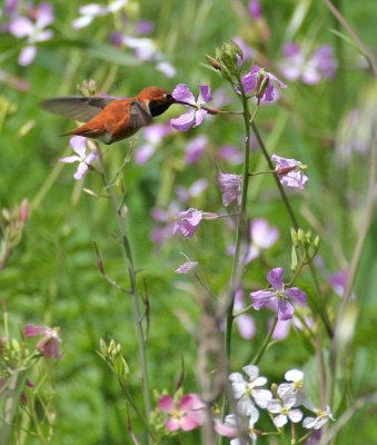 Rufous Hummingbird