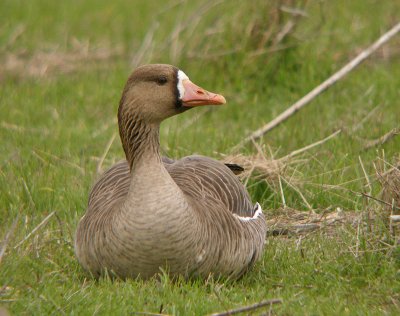 Greater White-fronted Goose