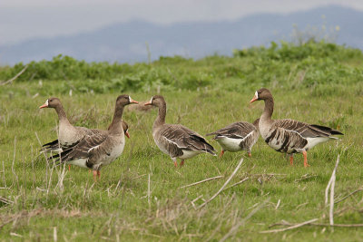 Greater White-fronted Goose