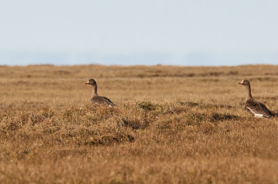 Greater White-fronted Goose