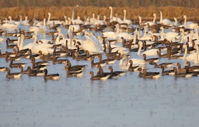 Tundra Swan and Greater White-fronted Goose